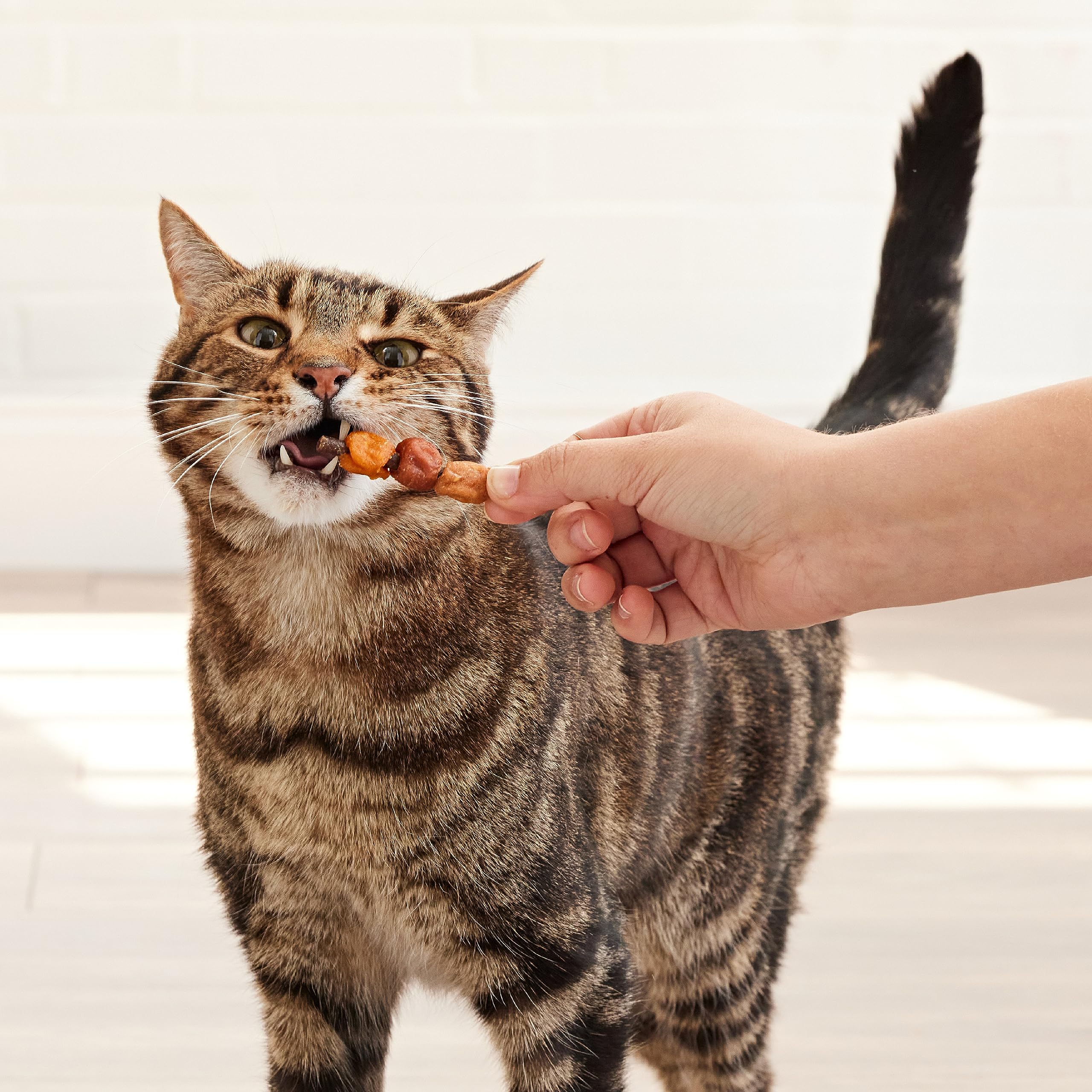 Six-pack display of Good'n'Fun Kabobs for multi-cat households