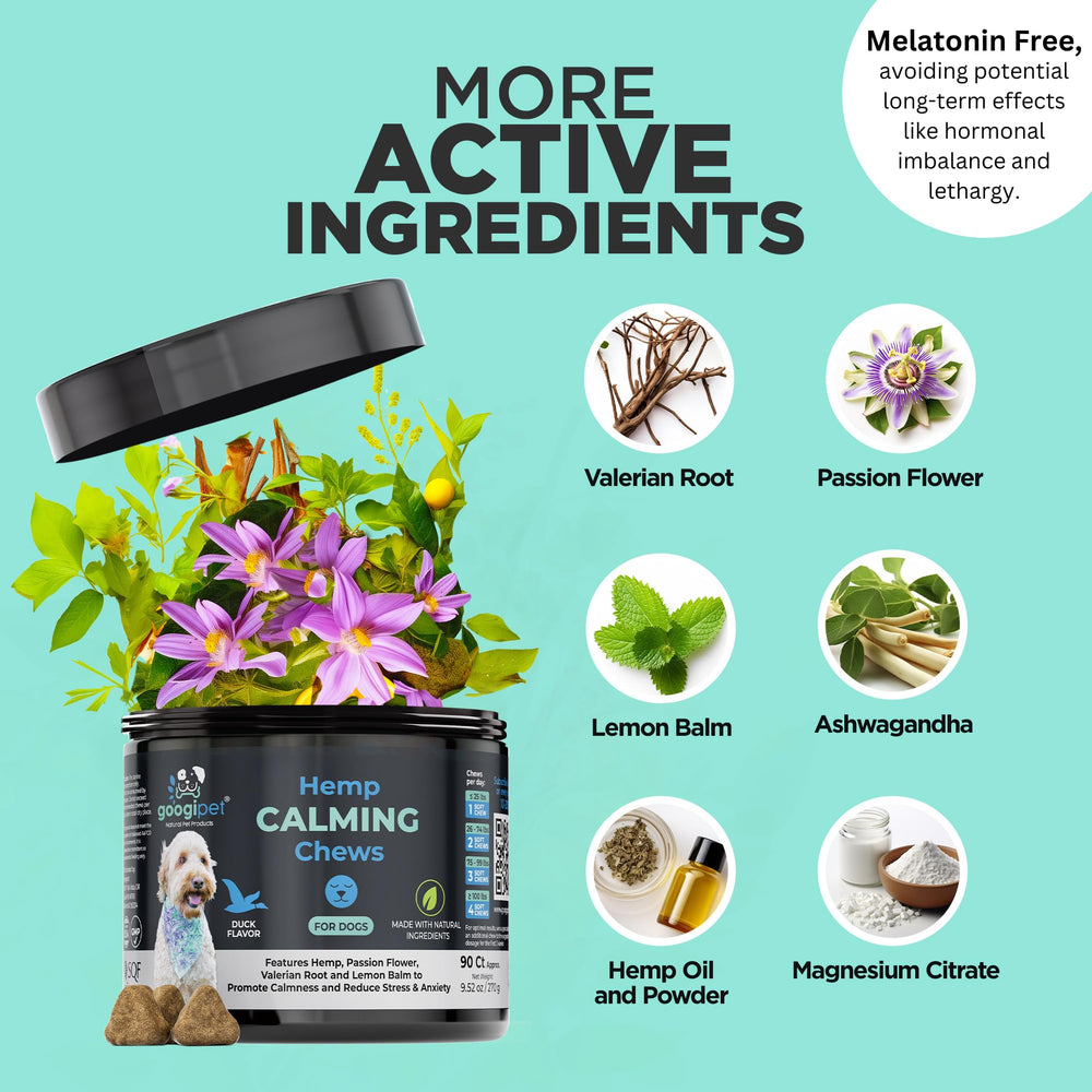 Googipet Daily Hemp Calming Chews dog eating non-drowsy calming effect in action