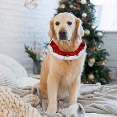 GOYOSWA dog collar with bells ornaments for playful holiday attention