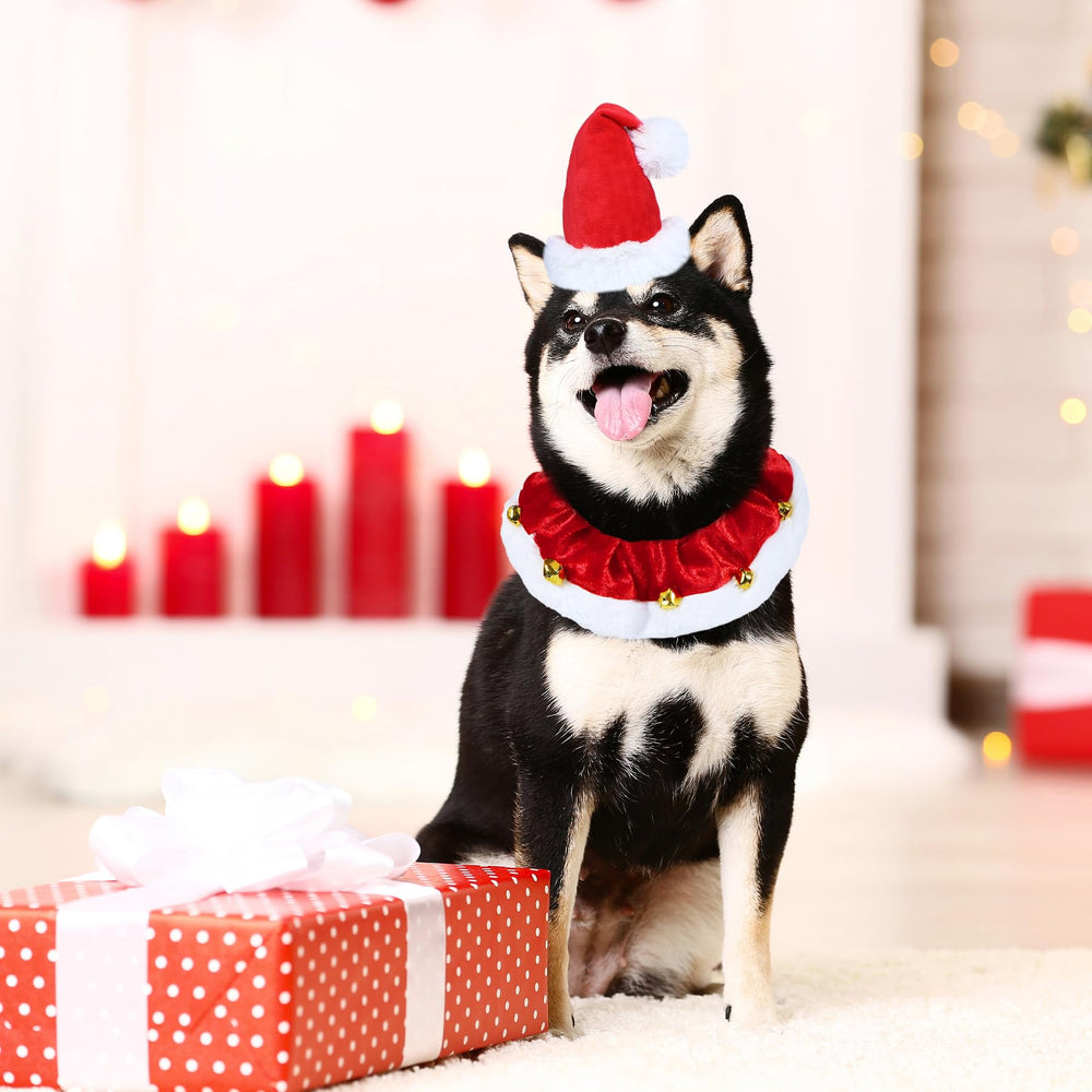 GOYOSWA dog posing in Christmas setup for memorable portraits.
