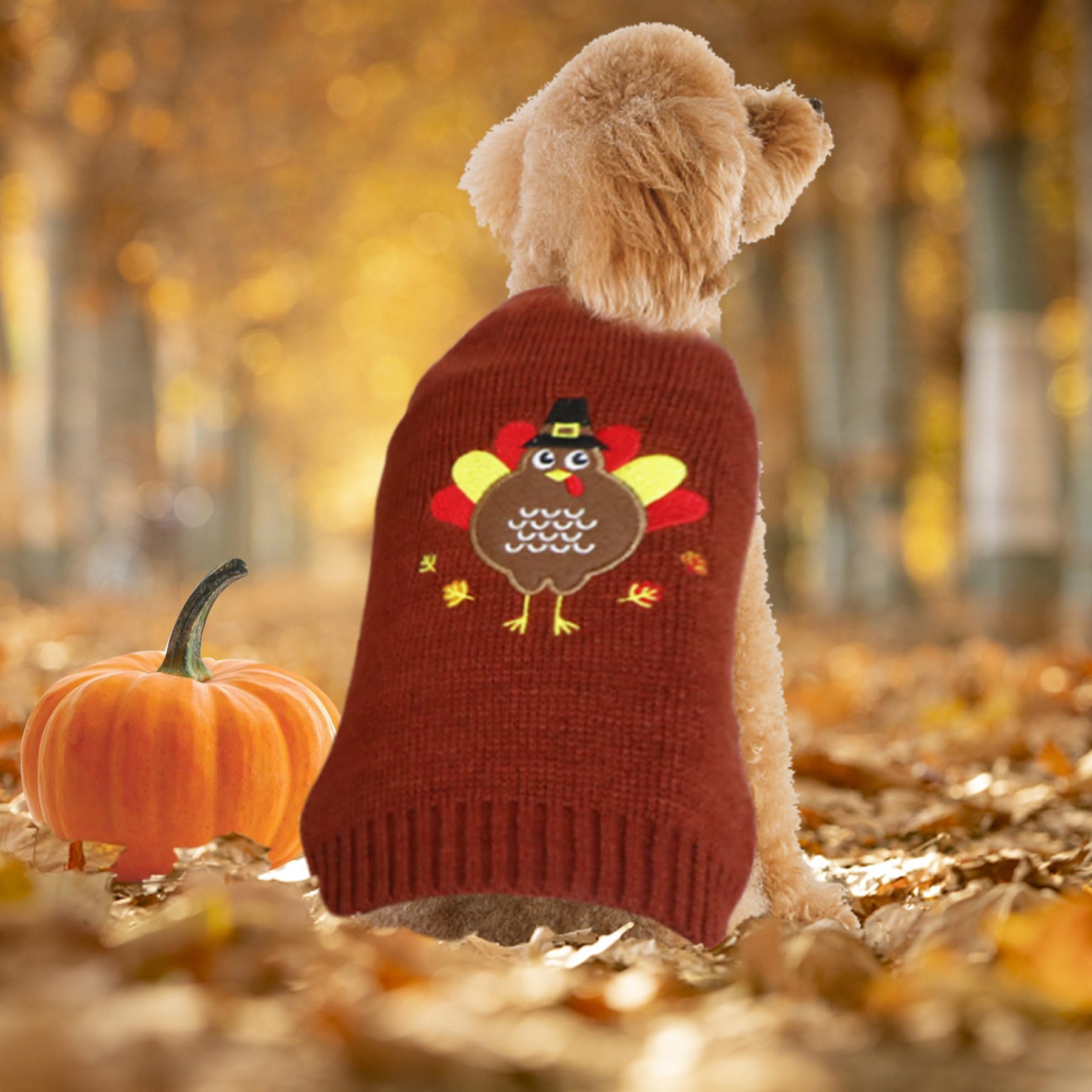 GOYOSWA holiday dog photoshoot look with multiple sweaters for seasonal memories