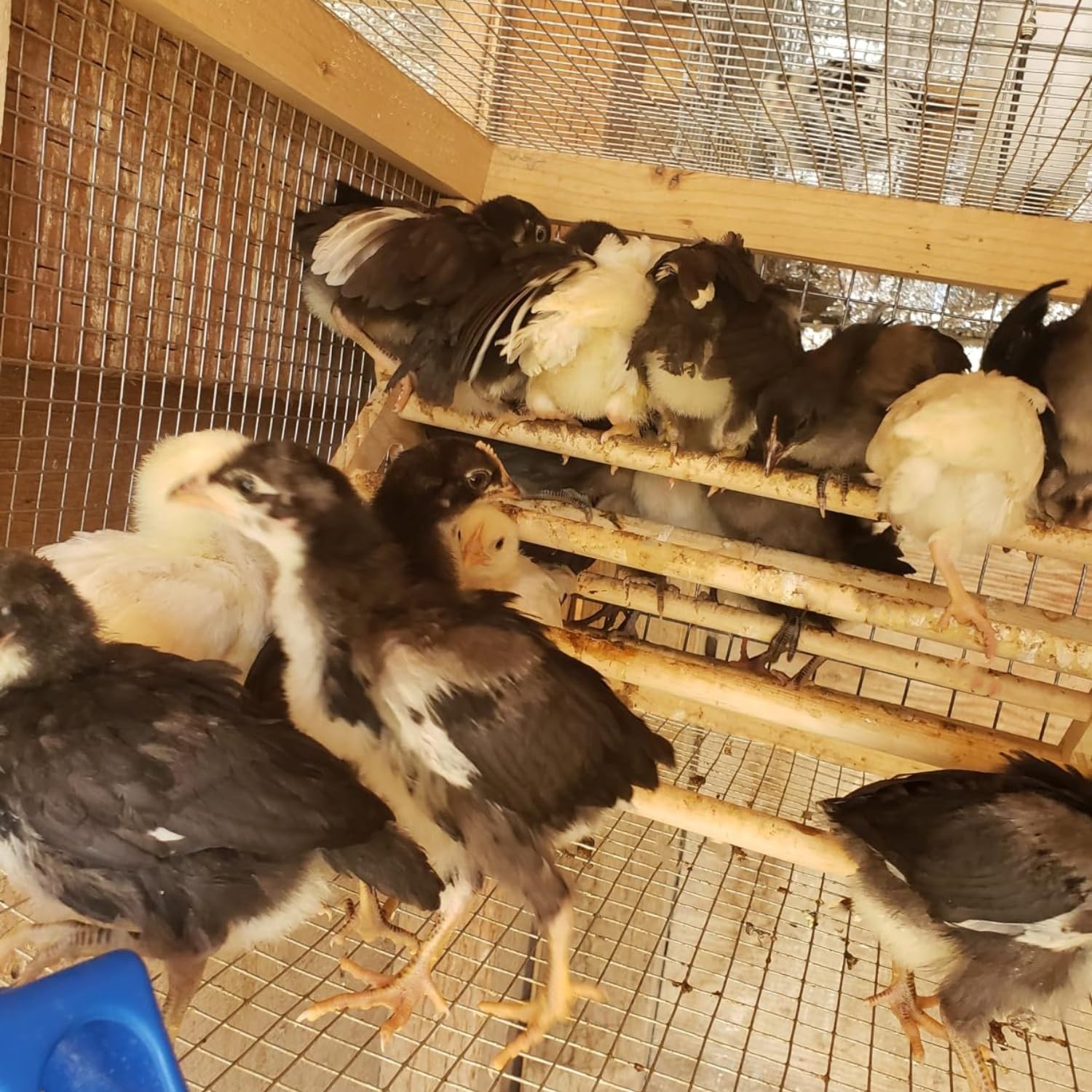 gpgcgsgp percha-pollitos-socializacion, fomenta interacción entre aves