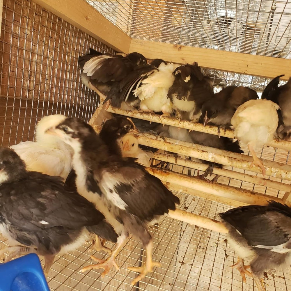 gpgcgsgp percha-pollitos-socializacion, fomenta interacción entre aves