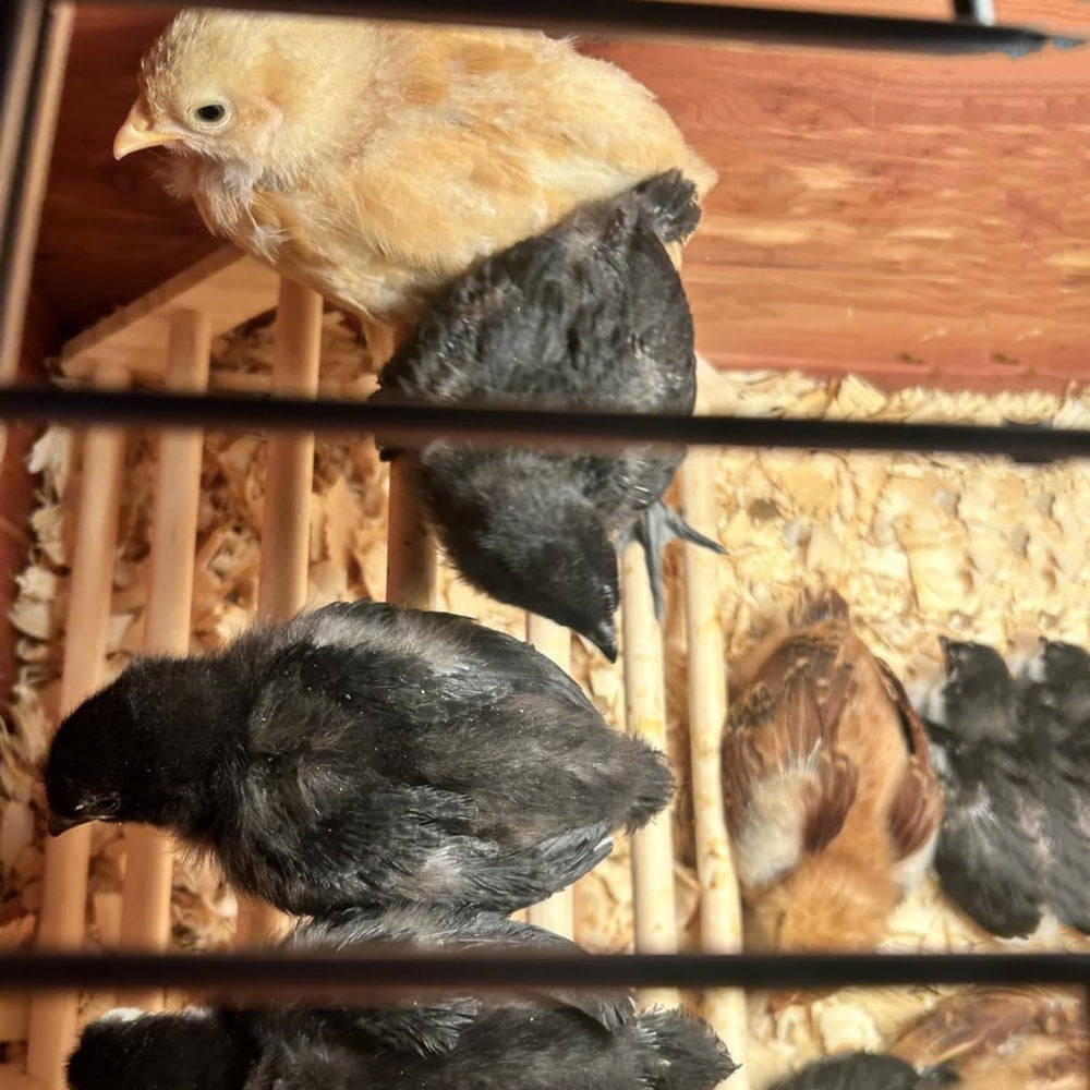 gpgcgsgp uso-en-coop-y-jardin, instalación versátil para distintos espacios