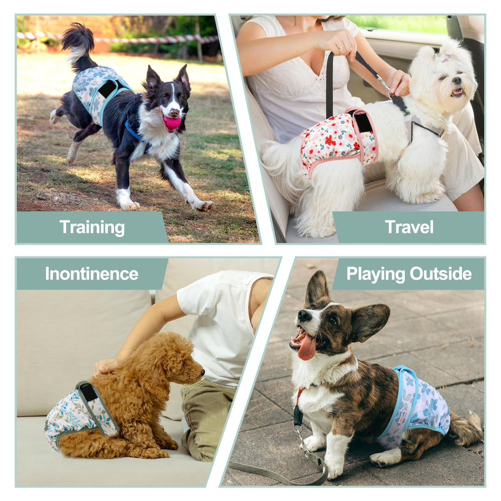 Grecle senior-dogs-use demonstrates gentle protection at home.