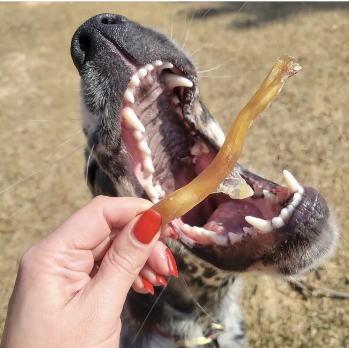 Green Butterfly Brands Beef Tendons donation note highlights support for veterans.