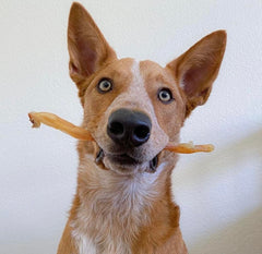 Green Butterfly Brands Beef Tendons close-up texture showcasing odor-free claim and chew-friendly shape.