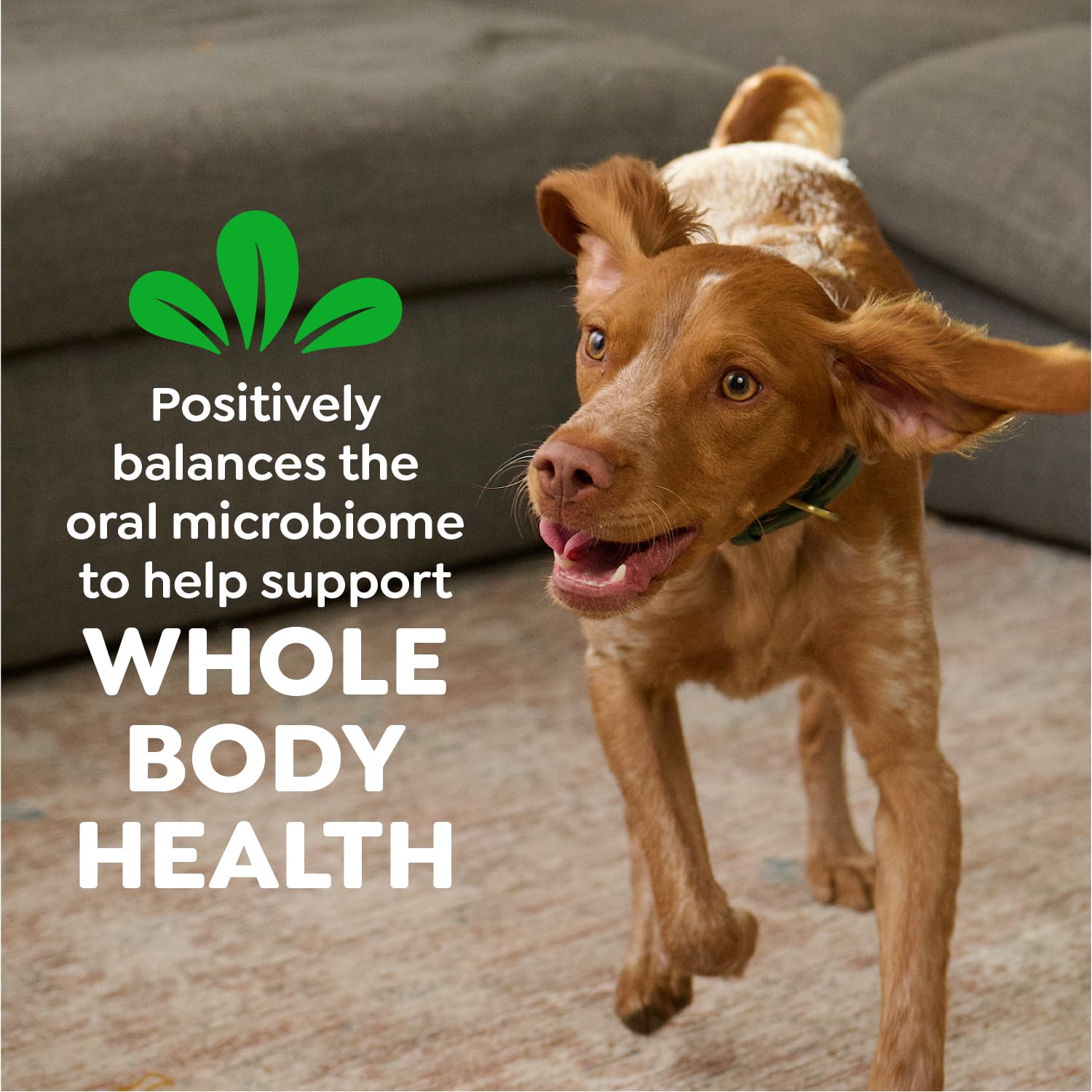 Greenies original dental treats dog eating action demonstrates tasty way to support oral care.
