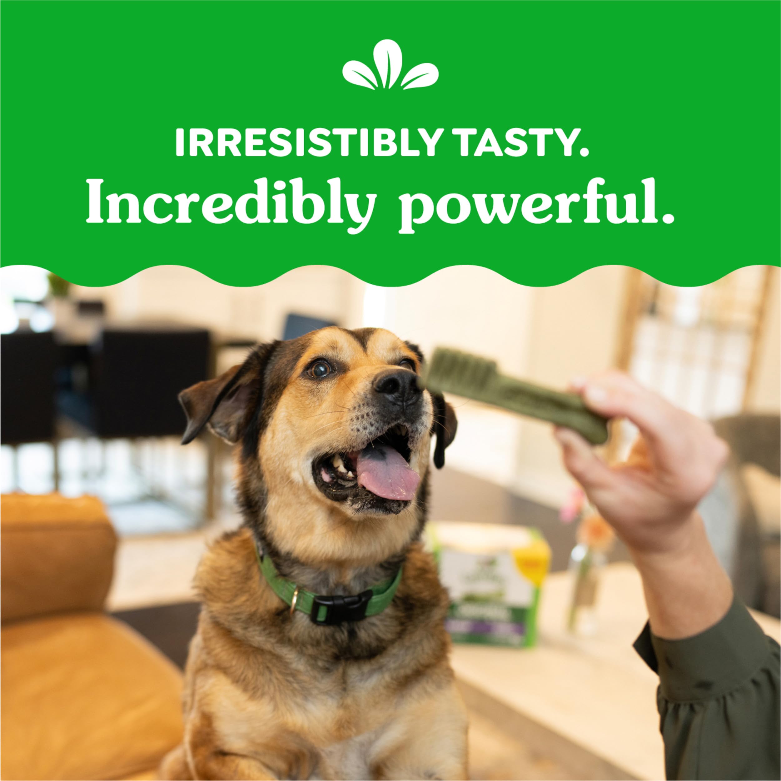 Greenies Original Large Dental Treats 4-pack display showcasing bulk value