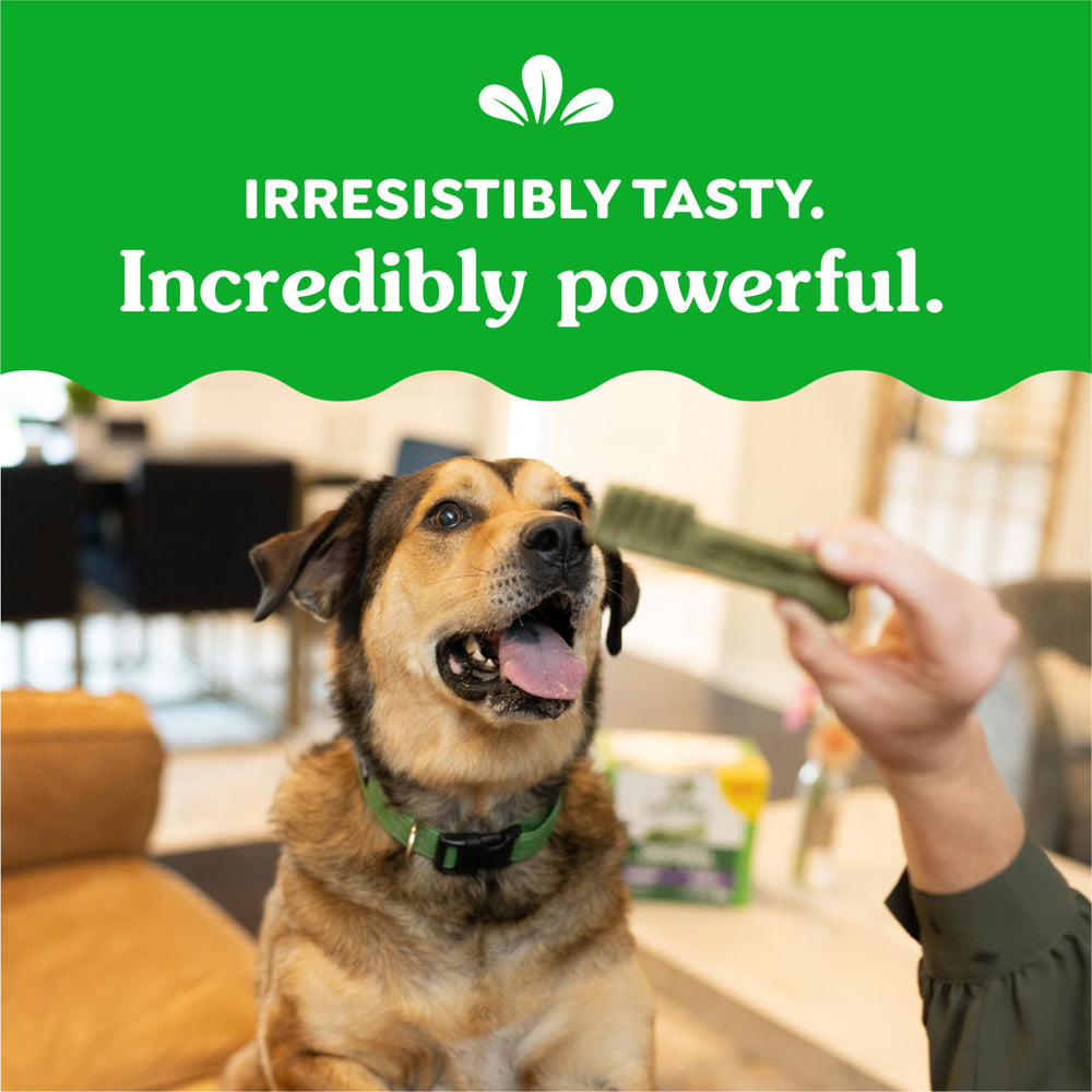 Greenies Original Large Dental Treats 4-pack display showcasing bulk value