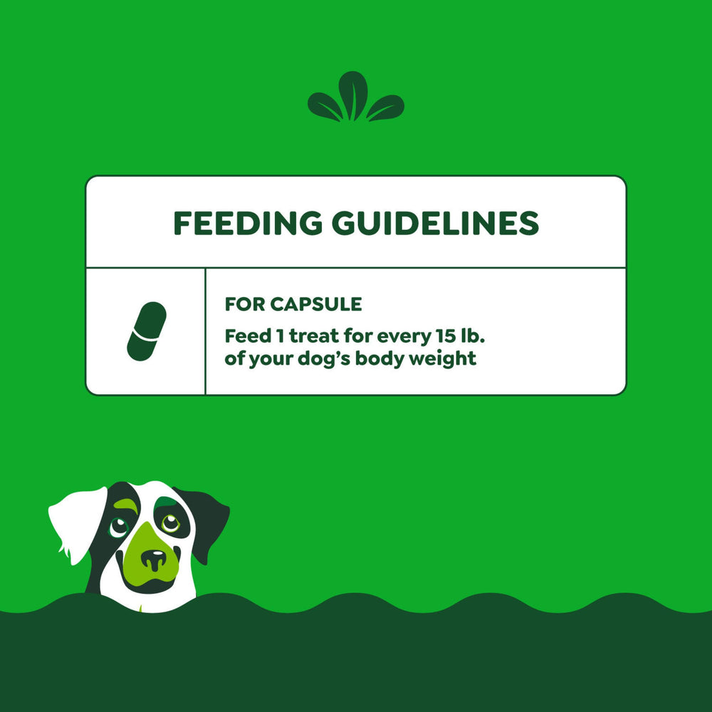 Greenies Pill Pockets large dog-take-pill—stress-free med time for dogs