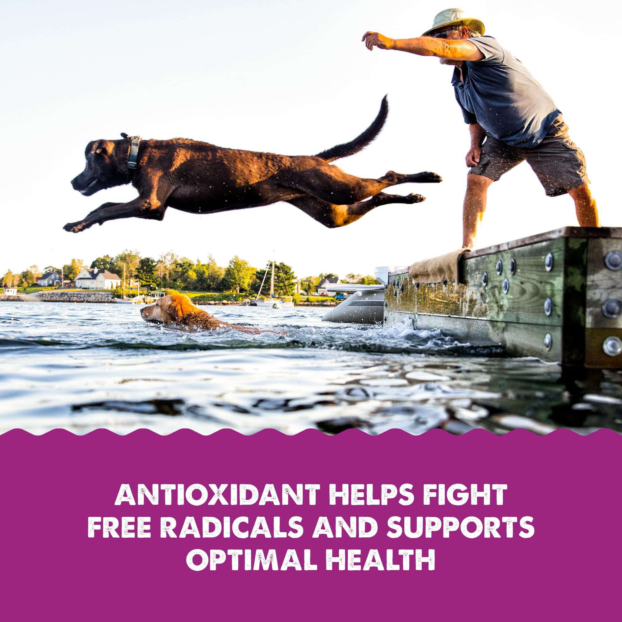 Grizzly Astaxanthin antioxidant-rich krill oil illustration