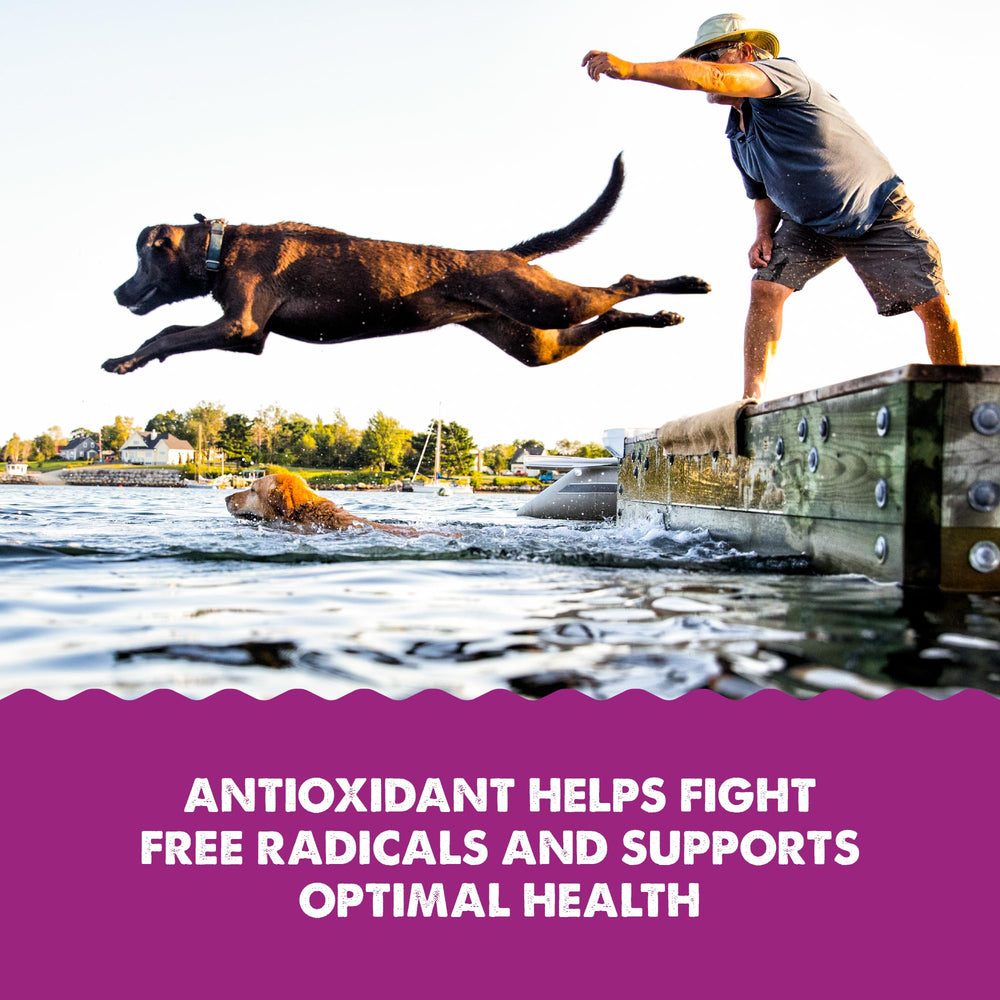 Grizzly Astaxanthin antioxidant-rich krill oil illustration