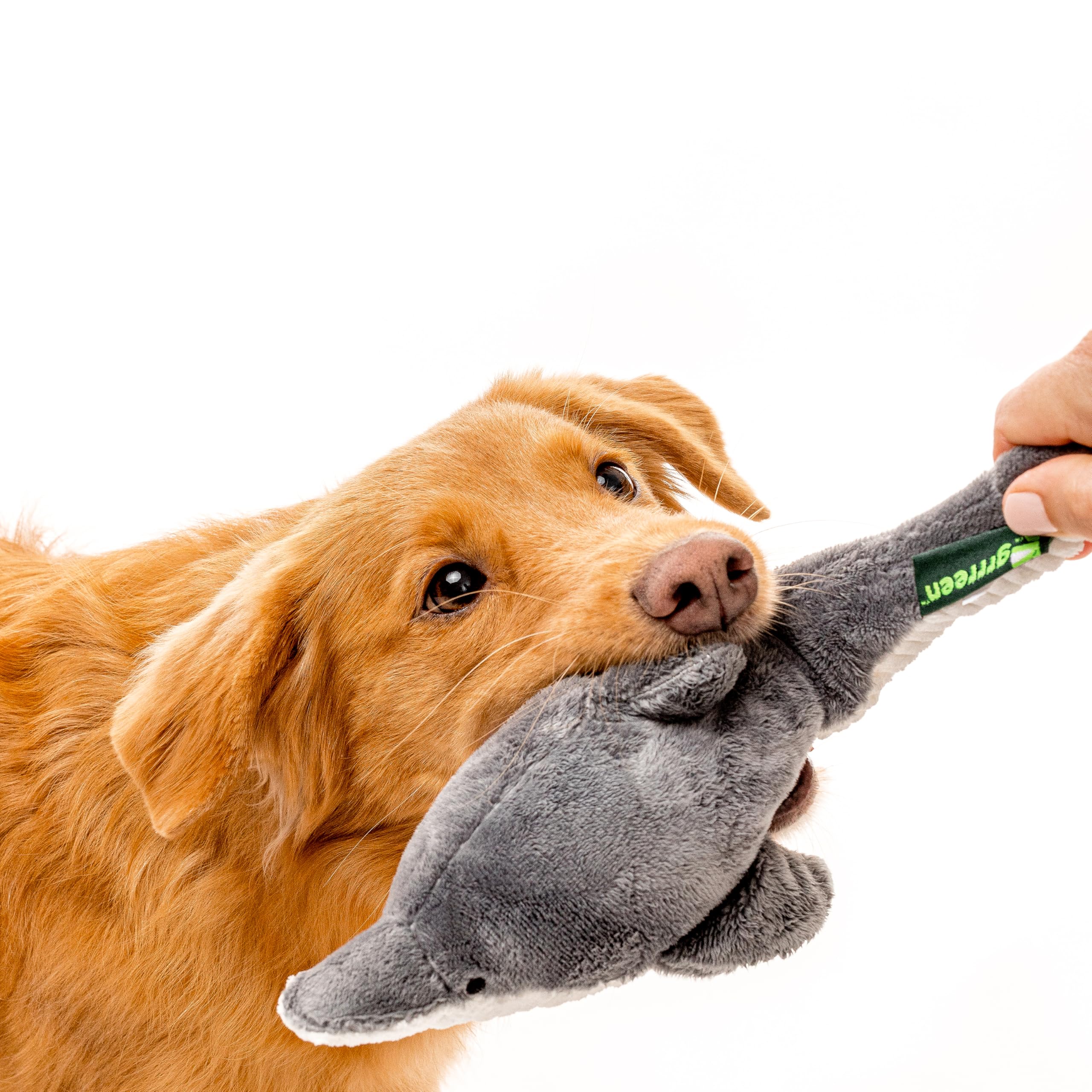 GRRREEN Destiny Dolphin toy sized for medium dogs for versatile play.