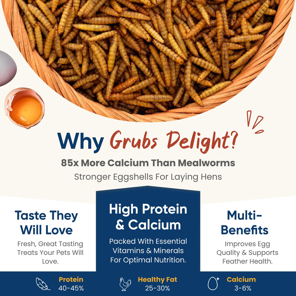 Chickens enjoy Grubs Delight BSFL providing energy during feeding.