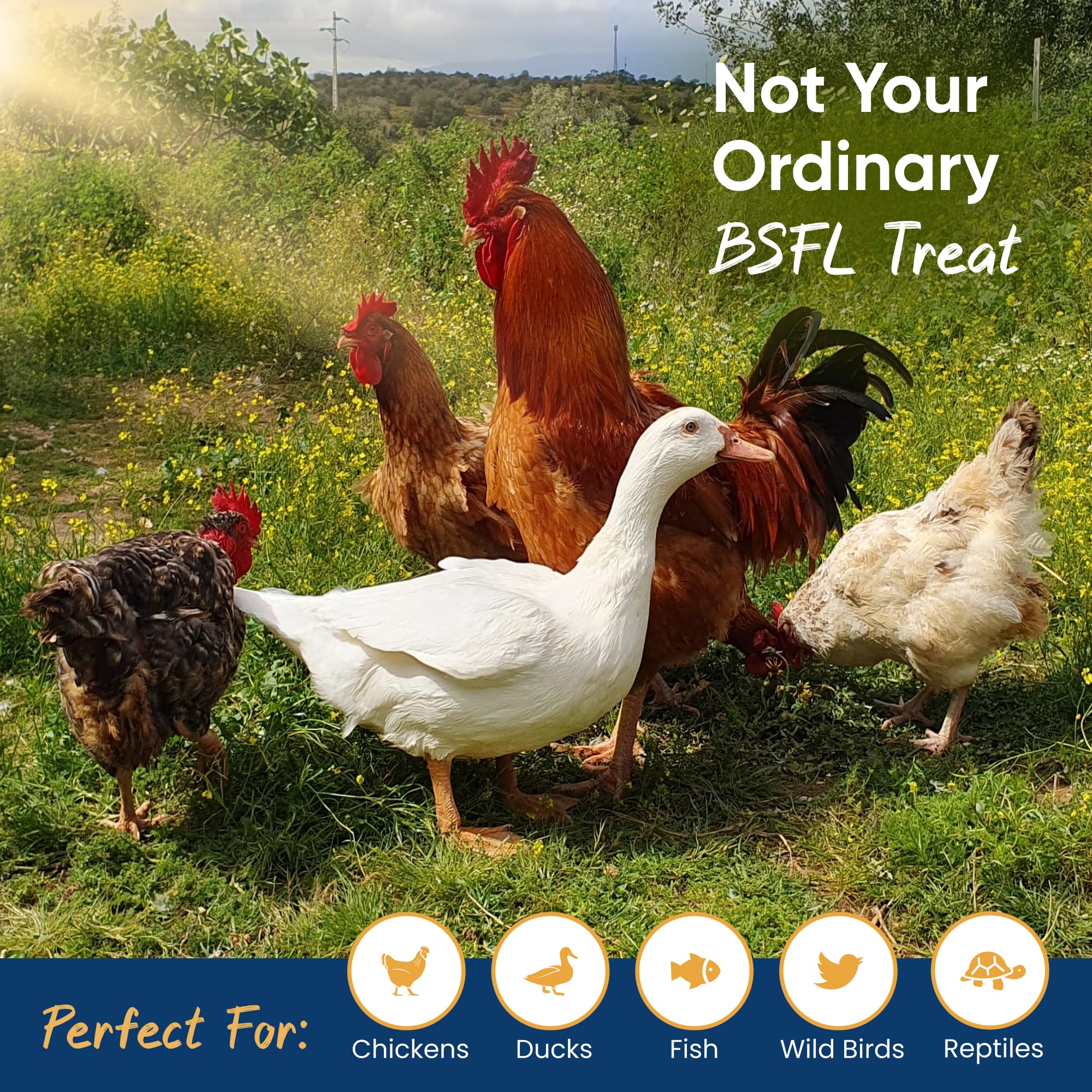 Grubs Delight traceable sourcing from upcycled waste reduces environmental impact.
