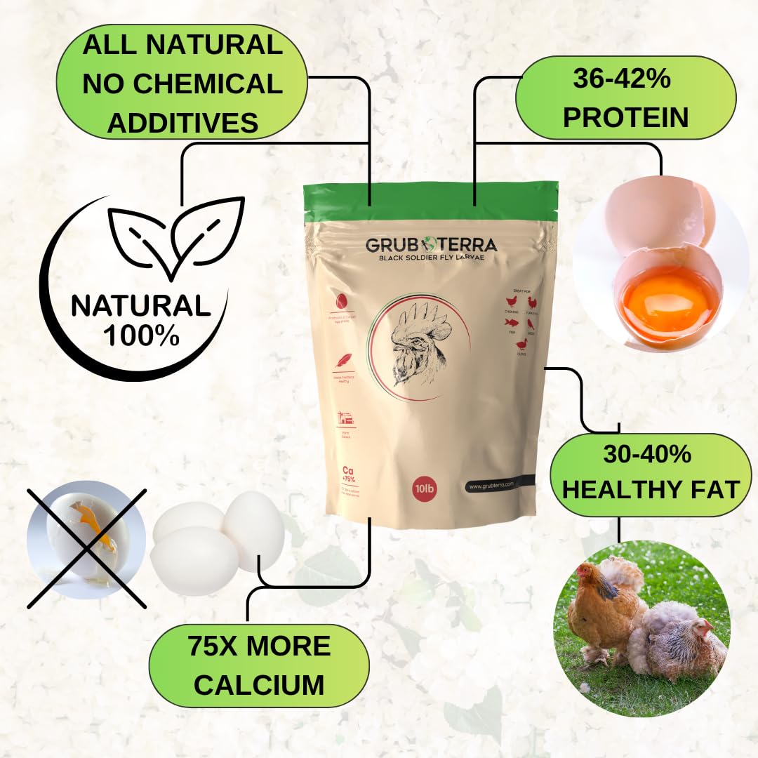 GrubTerra Golden Dried BSF Larvae in coop feeder for mess-free servings