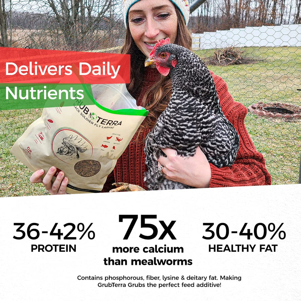 GrubTerra Golden Dried BSF Larvae support healthier feathers and energy