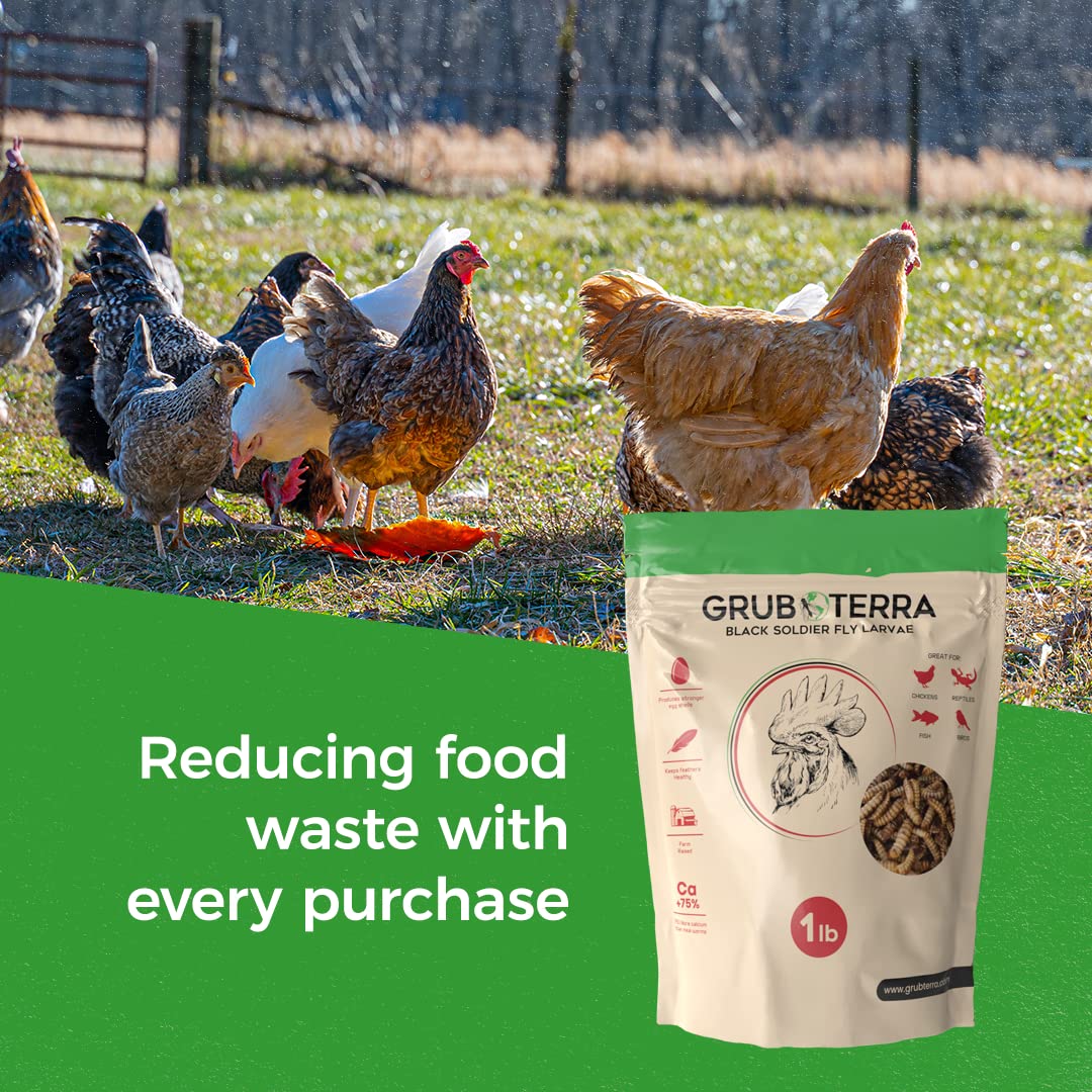 GrubTerra Golden Dried BSF Larvae added to chicken feed boosts nutrients