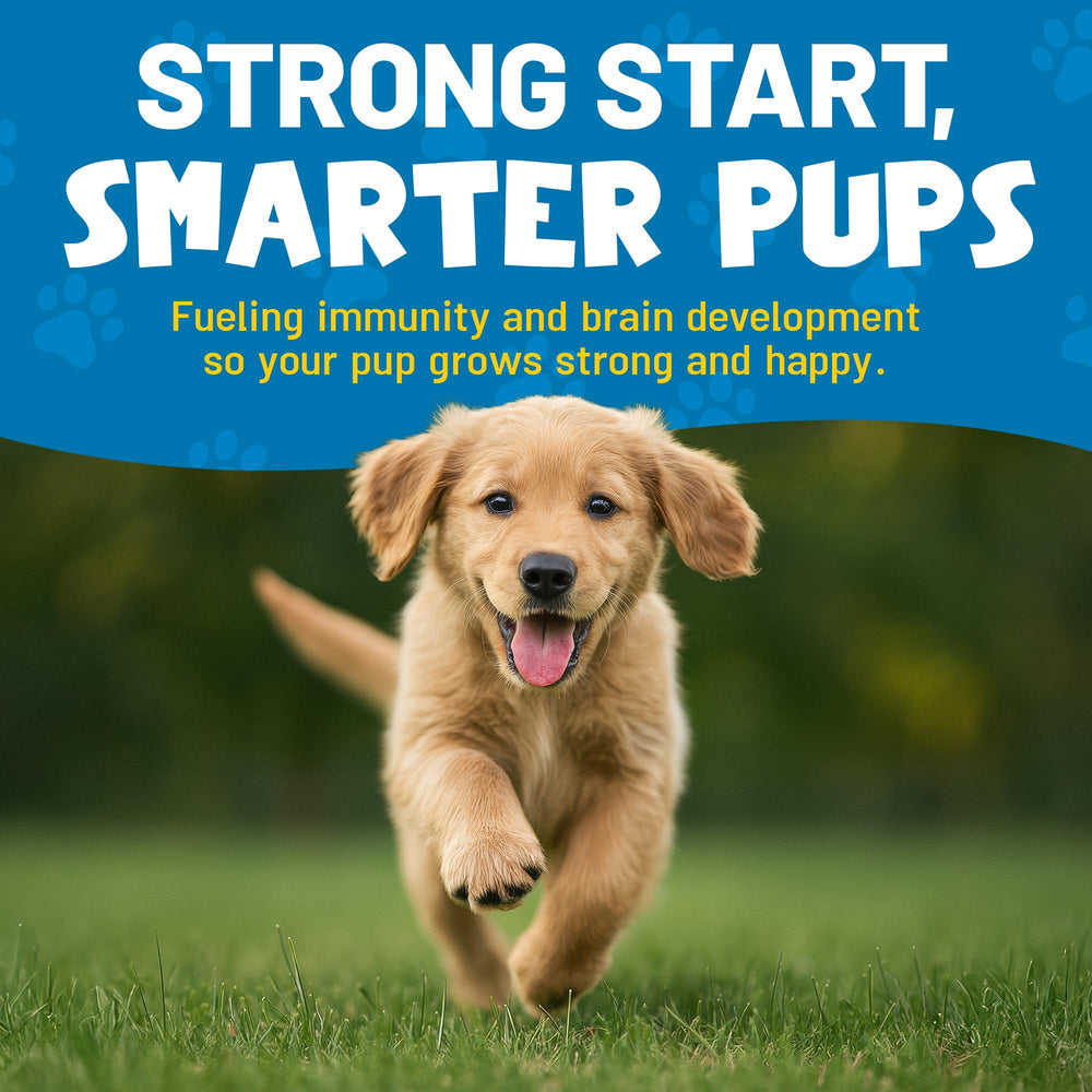 Guardian's Choice VitaPup digestive-support features gentle tummy comfort.