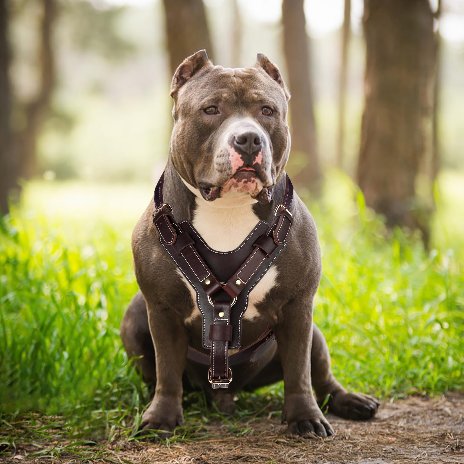 Guiding Star dark brown leather harness on dog showcases premium craft and secure control