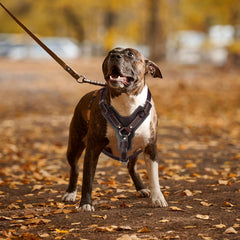 Guiding Star large-dog walking harness demonstrates versatile Y-neck design during strolls