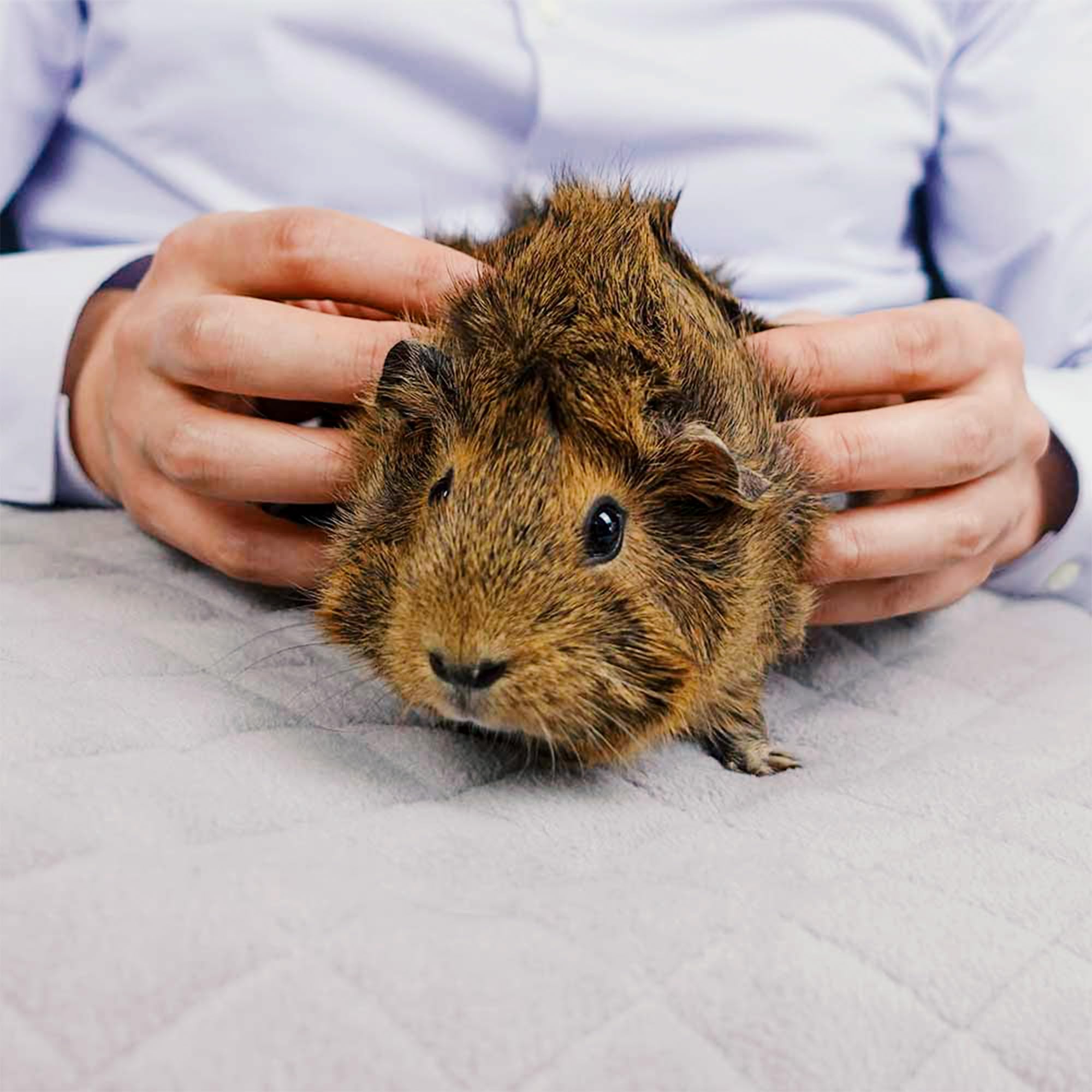 GuineaDad eco-friendly reusable liner for sustainable cage upkeep.