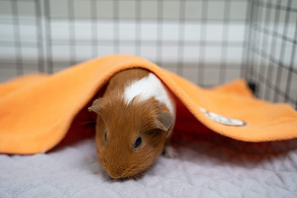 GuineaDad Liner size guide orange explains shrink-to-fit after washing and extra length coverage.