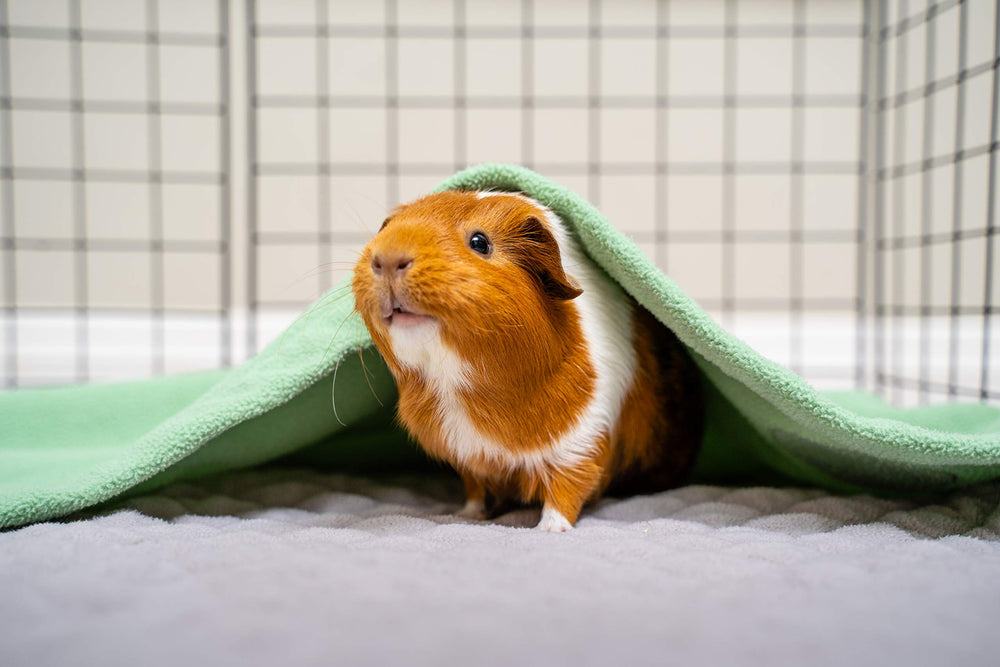 GuineaDad Liner is machine washable, retaining absorbency after cycles.
