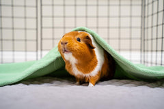 GuineaDad Liner is machine washable, retaining absorbency after cycles.