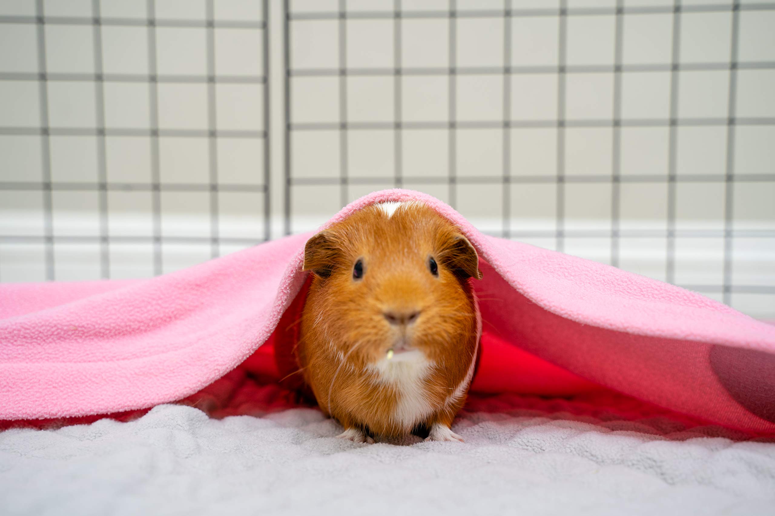 GuineaDad cc-2x4-cage-fit liner sits securely in standard cages.