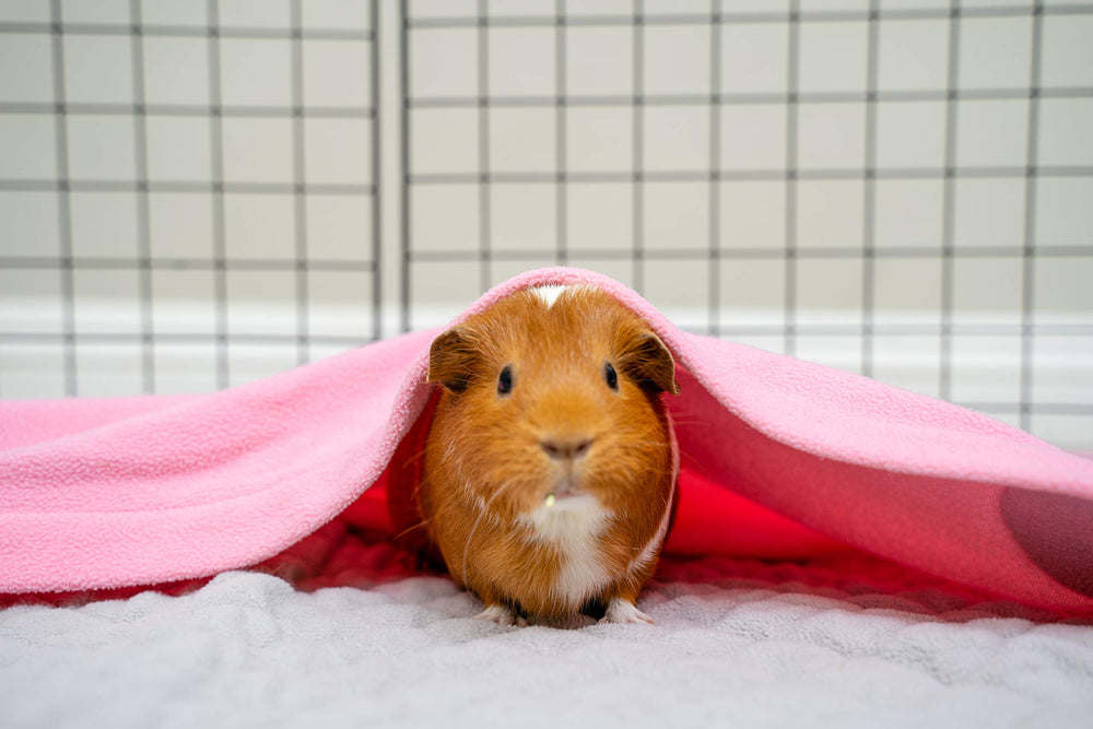 GuineaDad cc-2x4-cage-fit liner sits securely in standard cages.