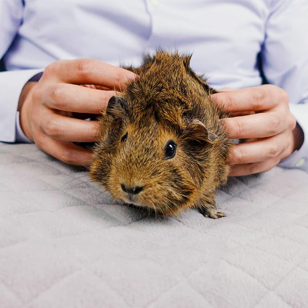GuineaDad Original Liner available in multiple sizes to fit standard cages.