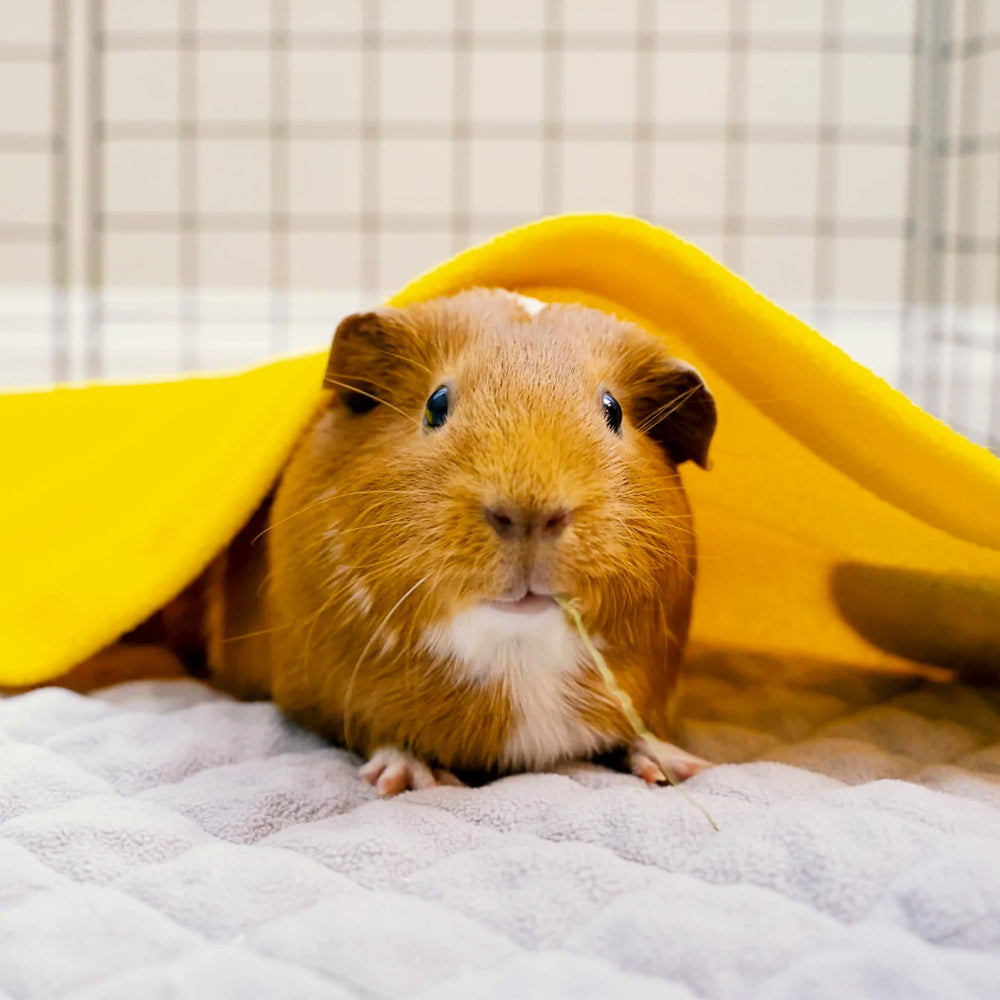 GuineaDad Original Liner in a pet carrier used for travel comfort