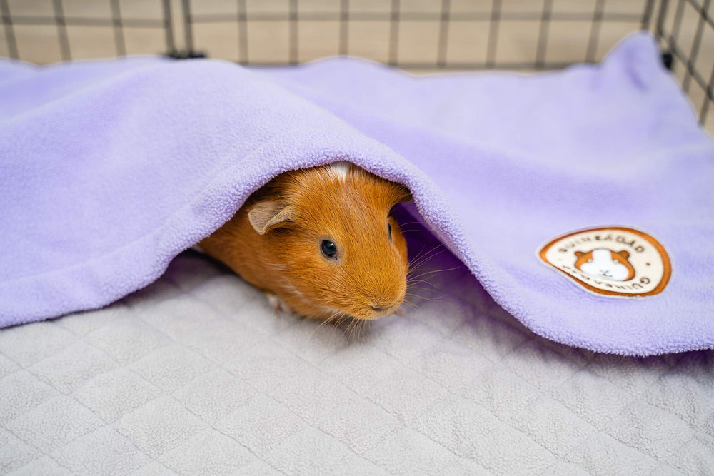 GuineaDad soft fleece surface delivers cloud-like comfort for guinea pigs to rest and explore.