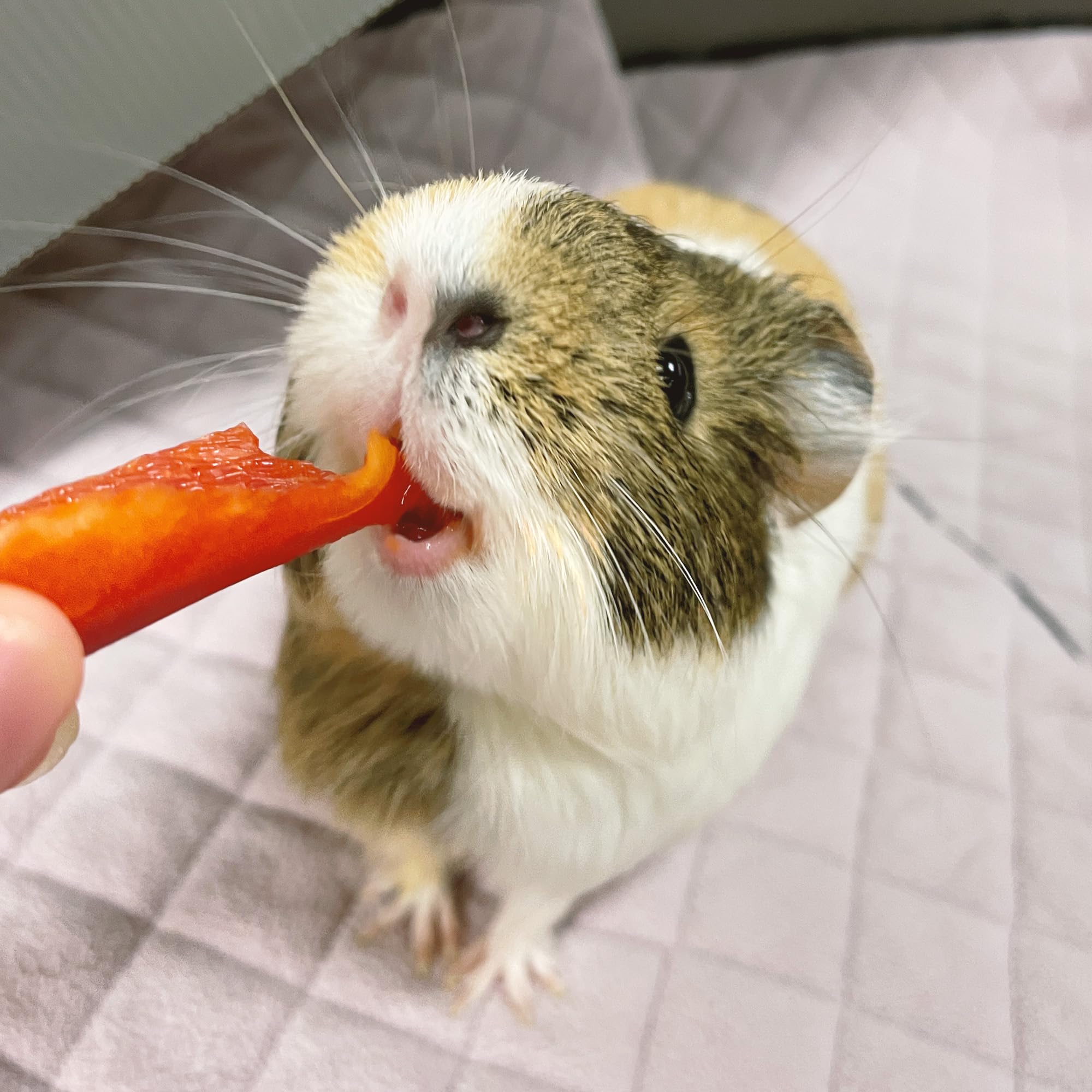 GuineaDad Premium Liner blush eco-packaging hideout reveals sustainable enrichment for small pets.