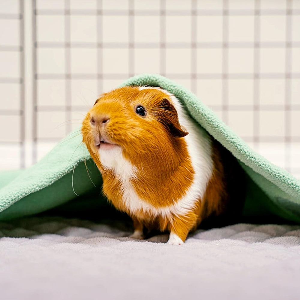 GuineaDad sea-green fleece surface feels soft for guinea pig relaxation.