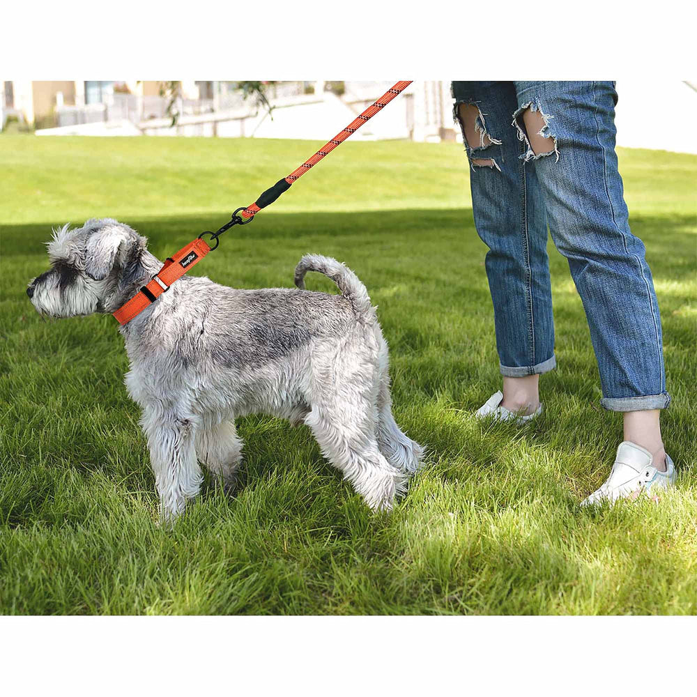 Collar Haapaw con bucle seguro para paseos largos.