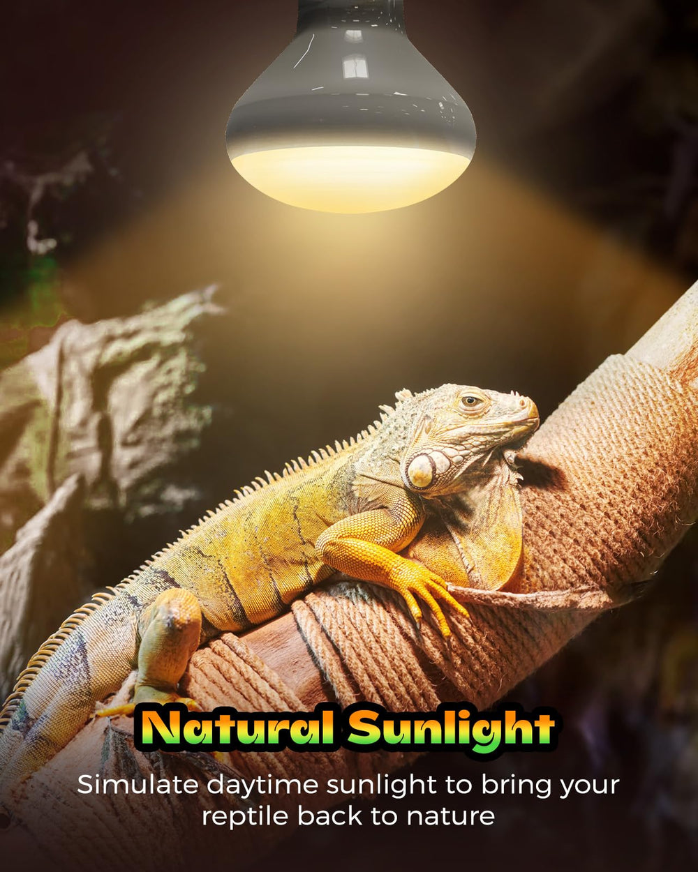 Haceryc Reptile Heat Lamp basking area helps reptiles regulate temperature and stay active.