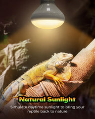 Haceryc Reptile Heat Lamp basking area helps reptiles regulate temperature and stay active.