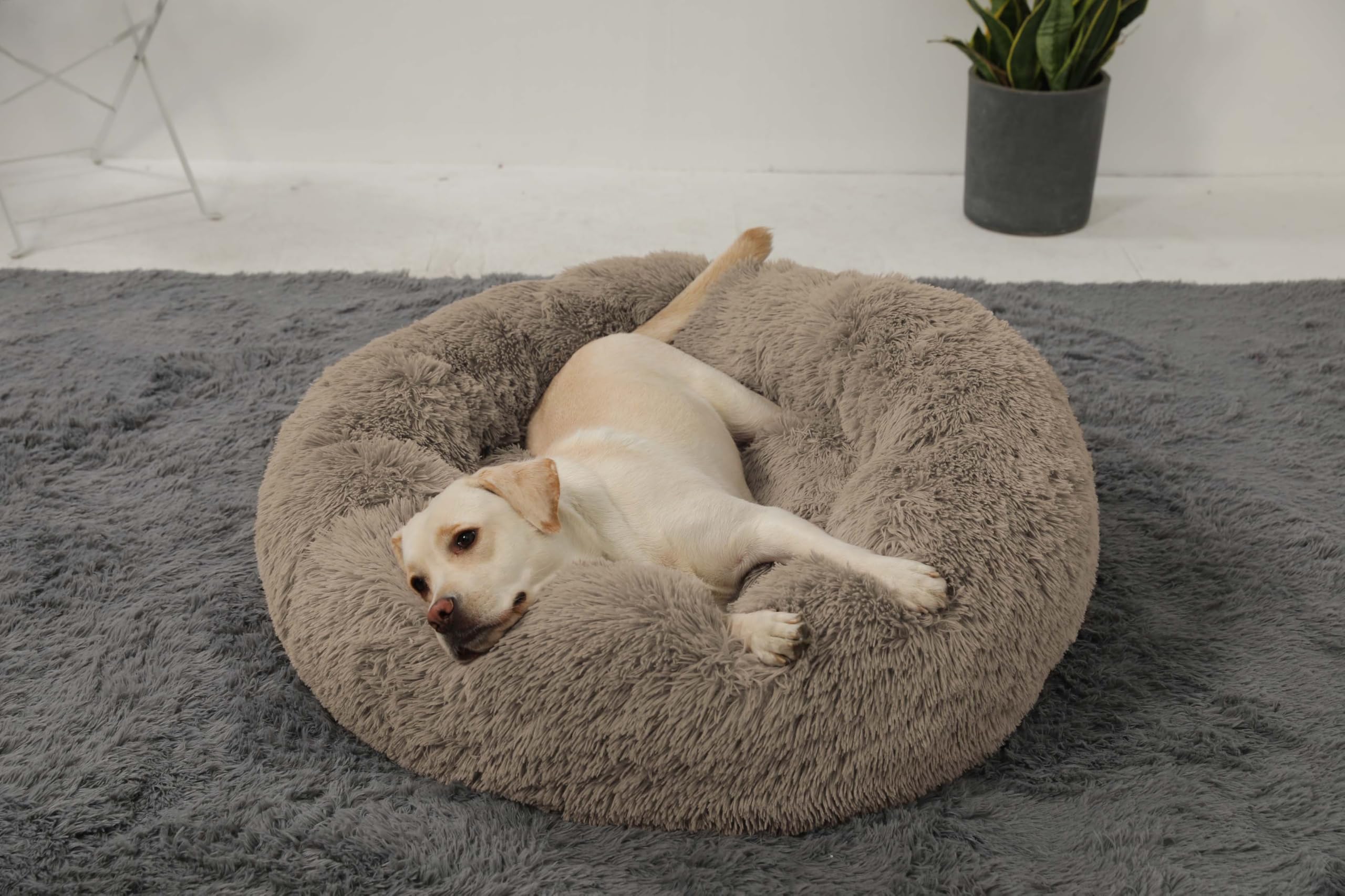 HACHIKITTY calming donut bed large-dog usage, ideal for big pets and lounge-ready moments.