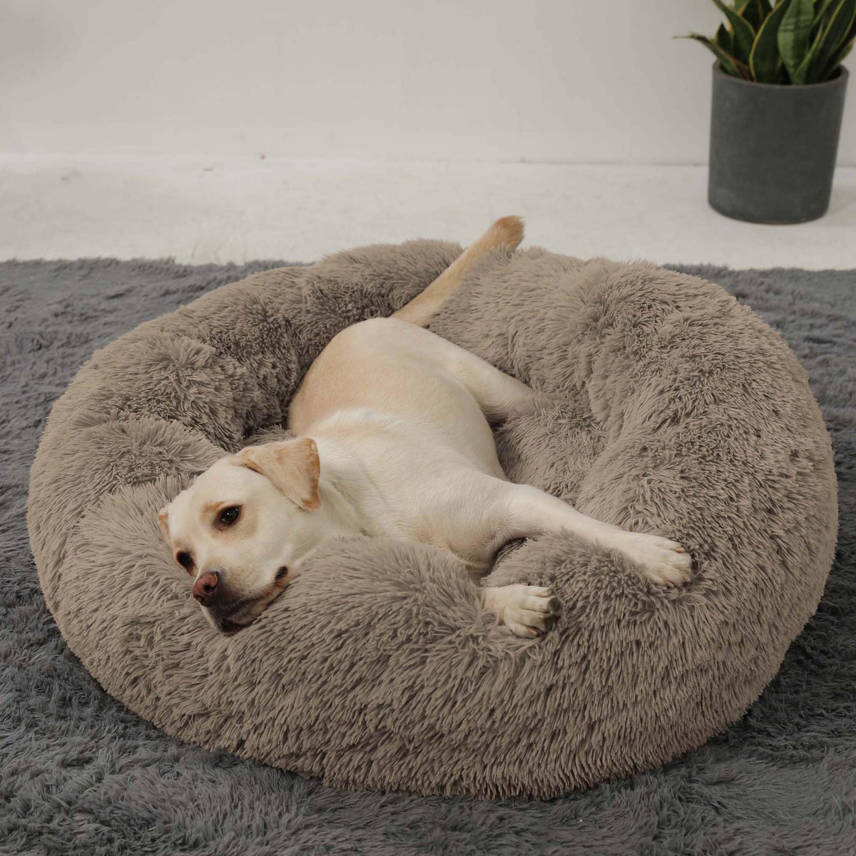 HACHIKITTY calming donut bed outer view in taupe for large dogs, inviting curling comfort.