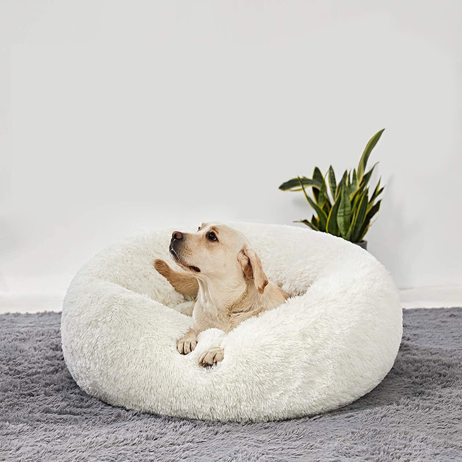 HACHIKITTY Calming Donut Cuddler bed large 30 inch suited for big dogs