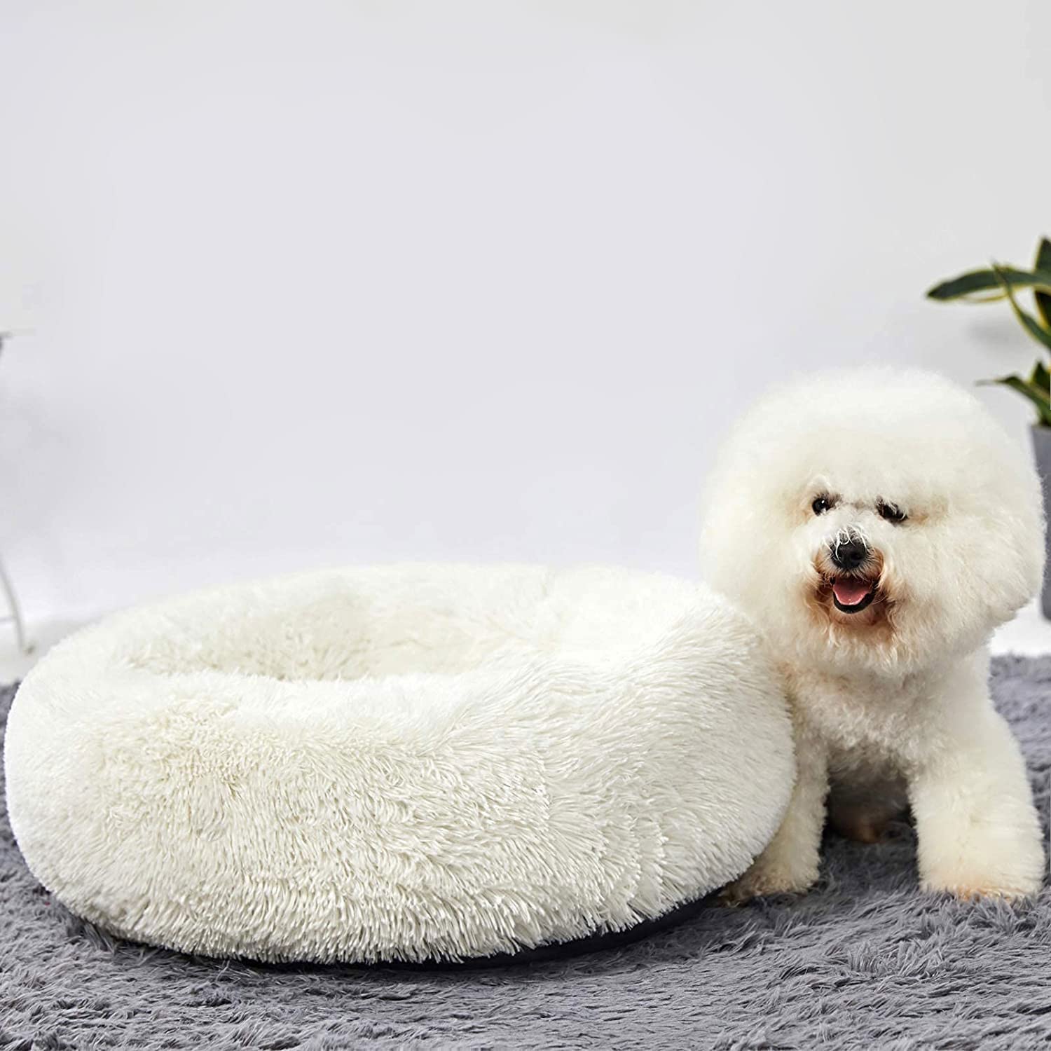 HACHIKITTY Vacuum-packed packaging transformation shows quick fluff to shape.