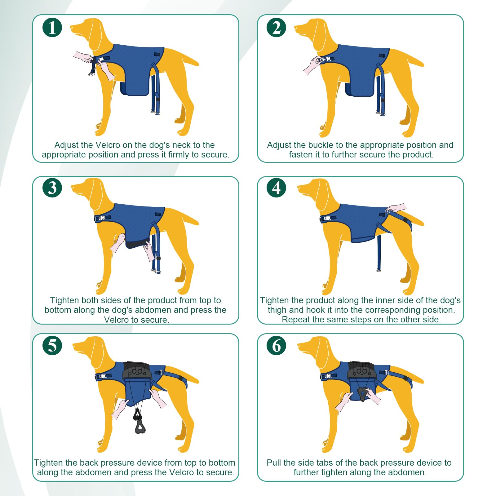 HAGGEMI dog back brace measurement chart ensures proper sizing and fit