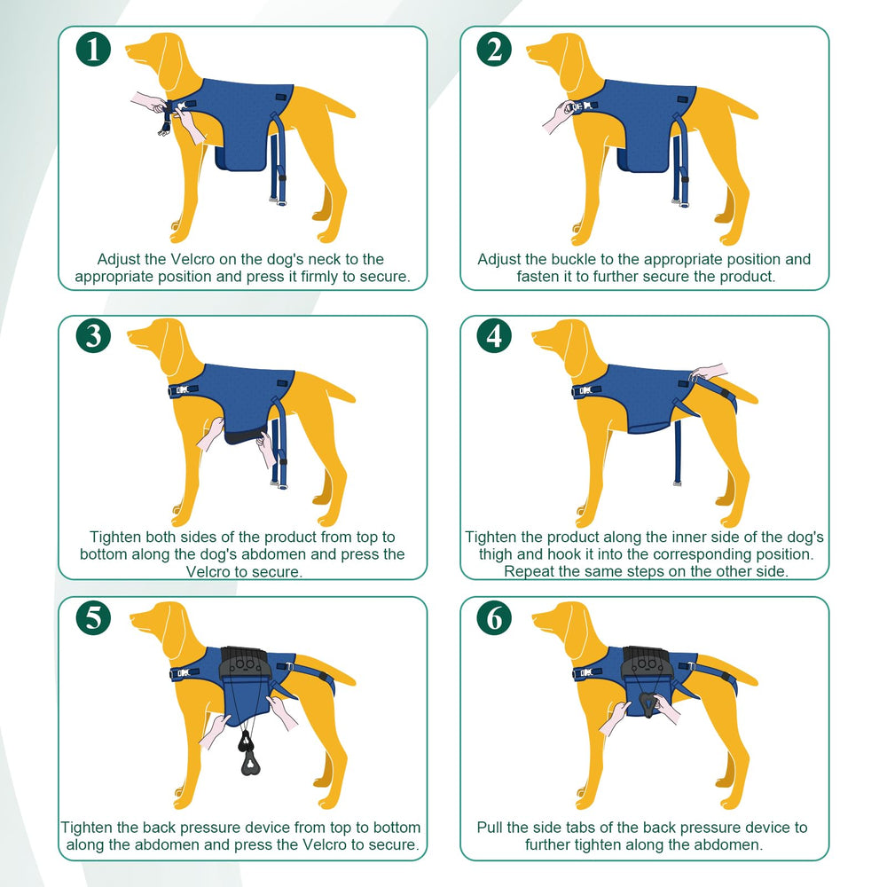 HAGGEMI dog back brace measurement chart ensures proper sizing and fit