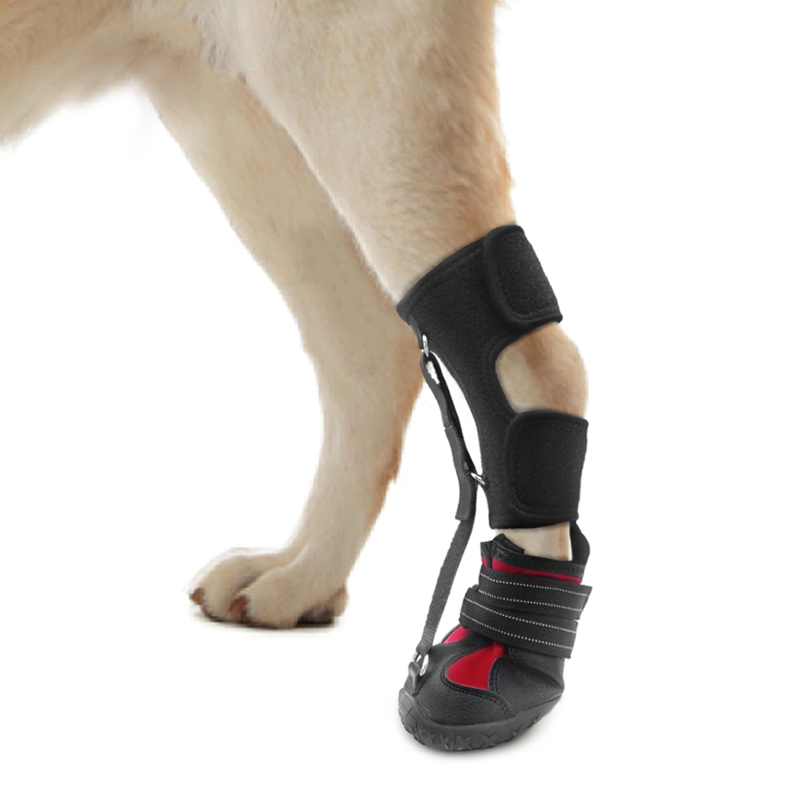 HAGGEMI strap-on drop-foot brace front-paw in-use provides paw stability during walks.
