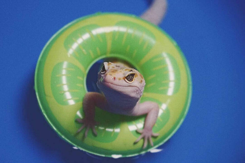 HAICHEN TEC bearded dragon swim float included adds buoyant fun.