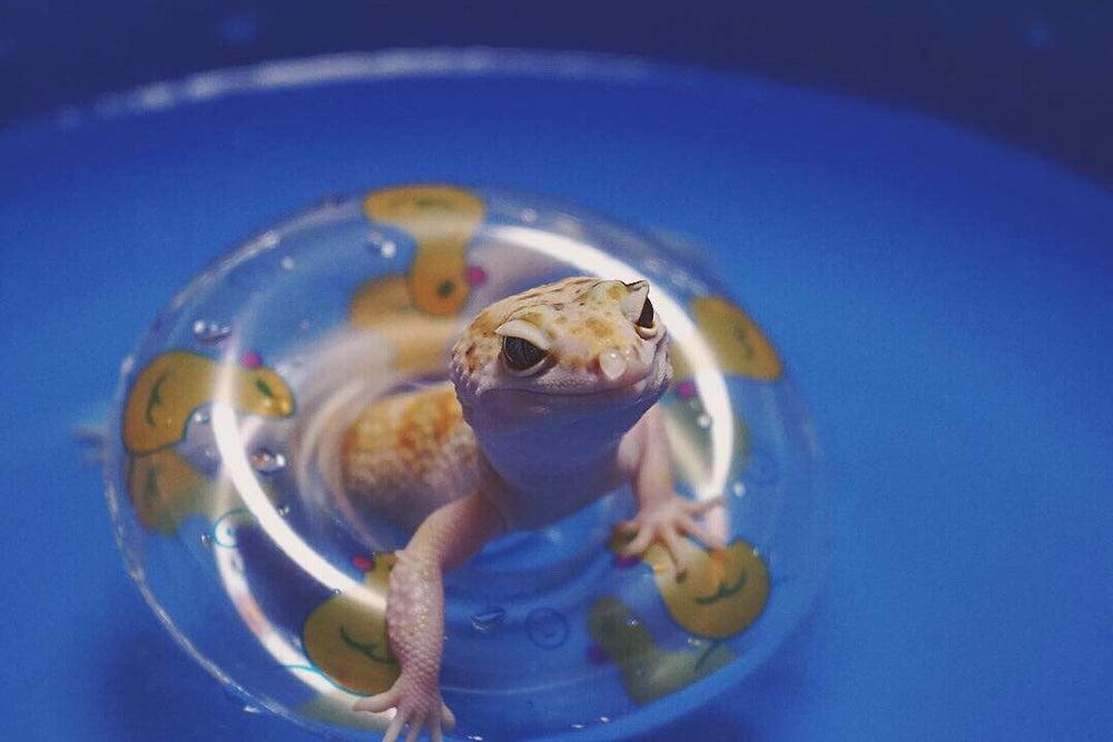 HAICHEN TEC pet cooling pool boosts outdoor enrichment for small animals.