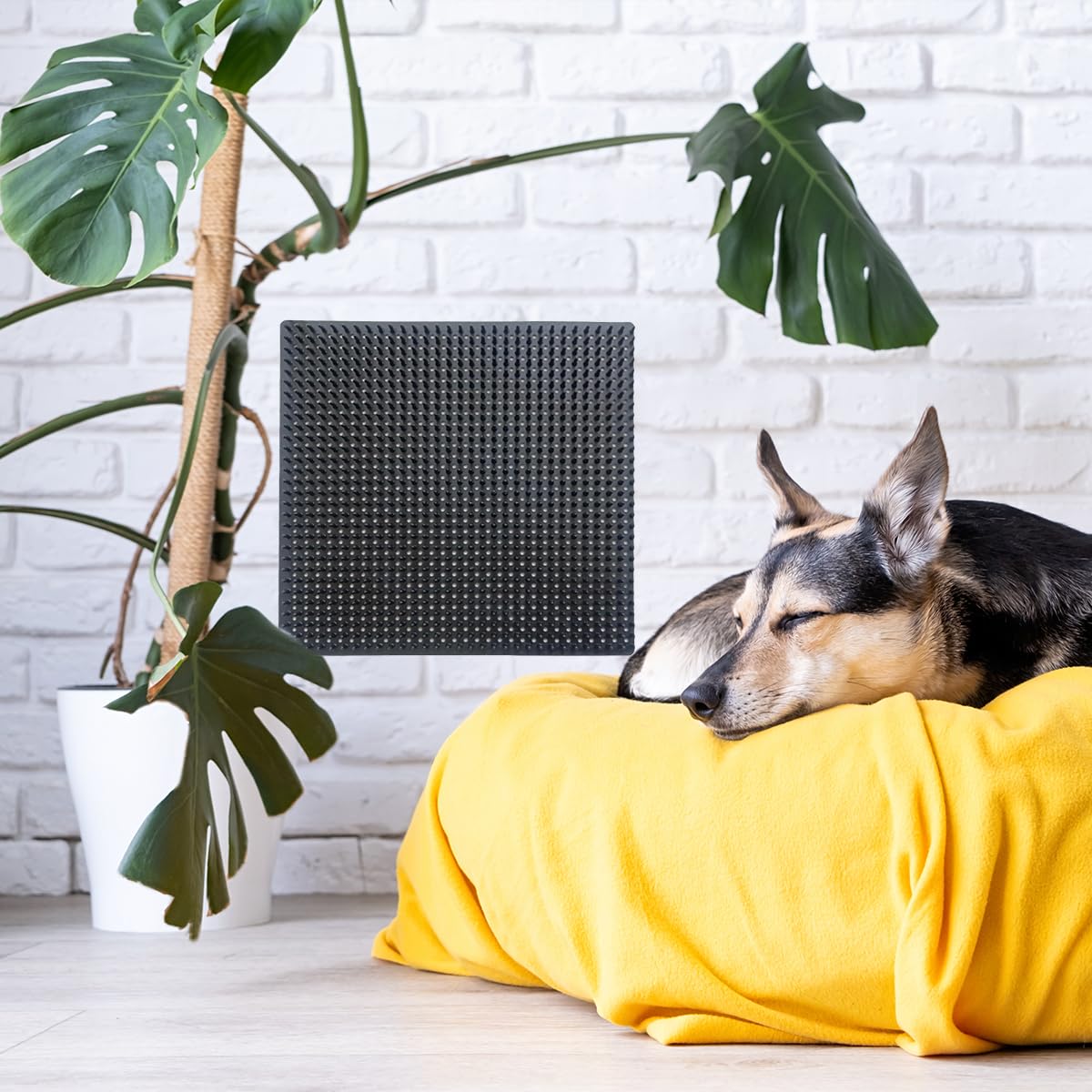 HAISENGO double pad setup ideal for larger dogs or shared spaces